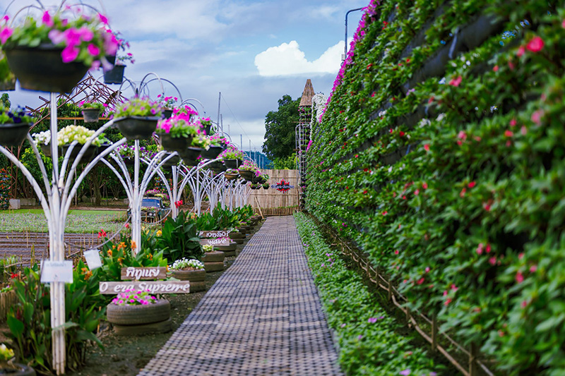 สวนเมเปิ้ล กาญจนบุรี 2569