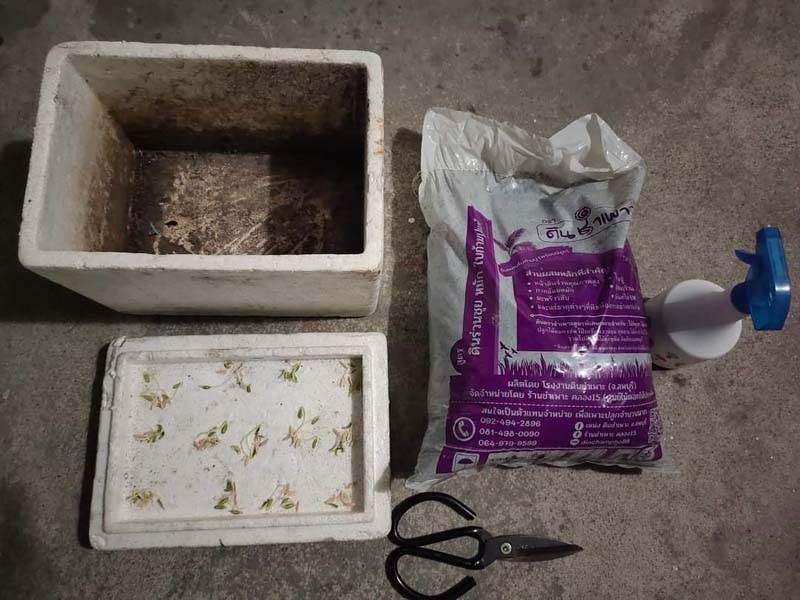 วิธีปลูกแตงกวากินเอง