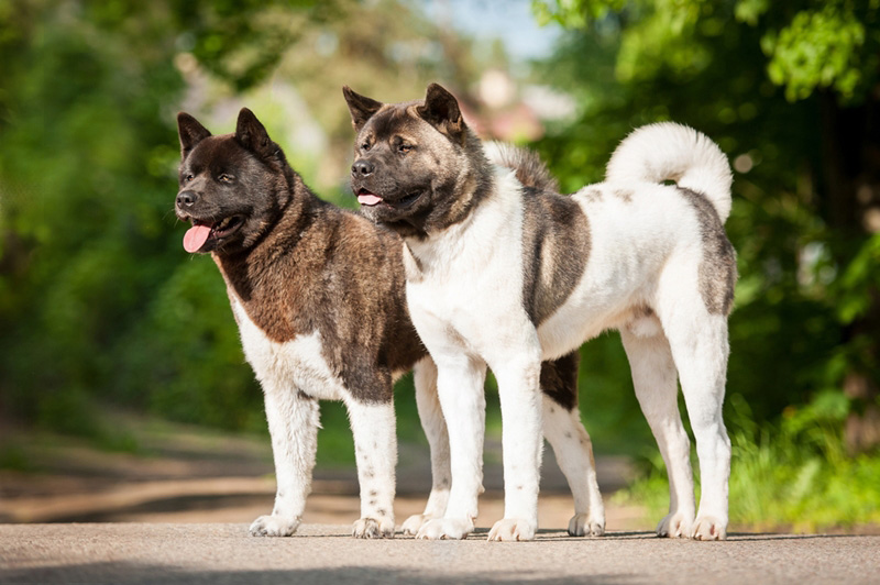 อะคิตะ (Akita)