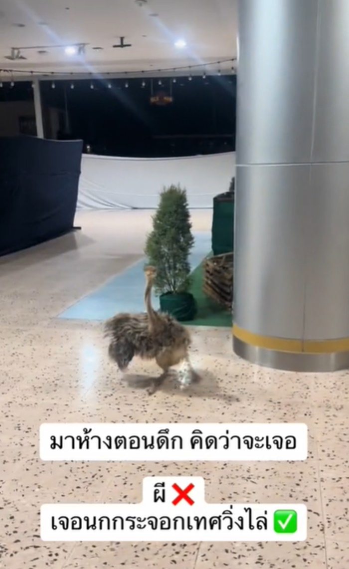 เดินห้าง