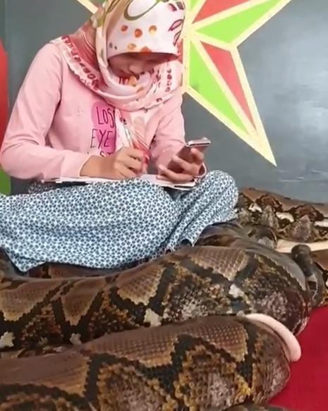 เลี้ยงงูเหลือม