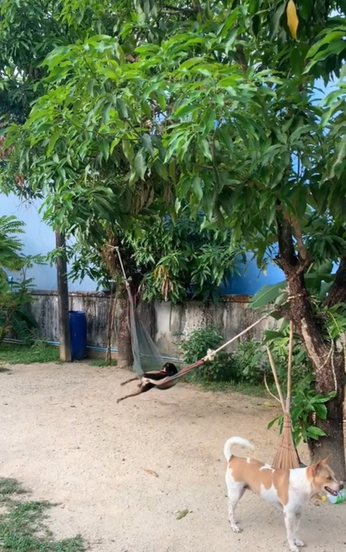 เปลหมา