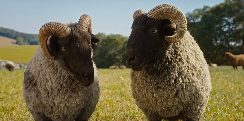 The Sheep Detectives แก๊งแกะรอยยอดนักสืบ หนังใหม่พฤษภาคม 2569 หนังใหม่ 2026 ภาพตัวอย่าง