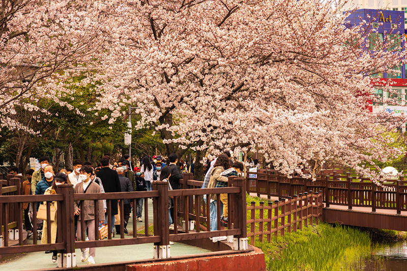 ซากุระ 2020