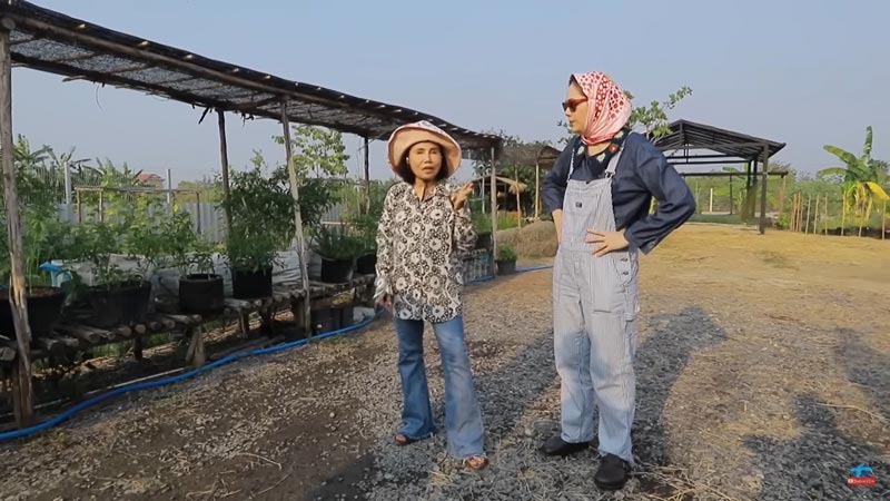 หนิง แม่ ชมพู่ อารยา