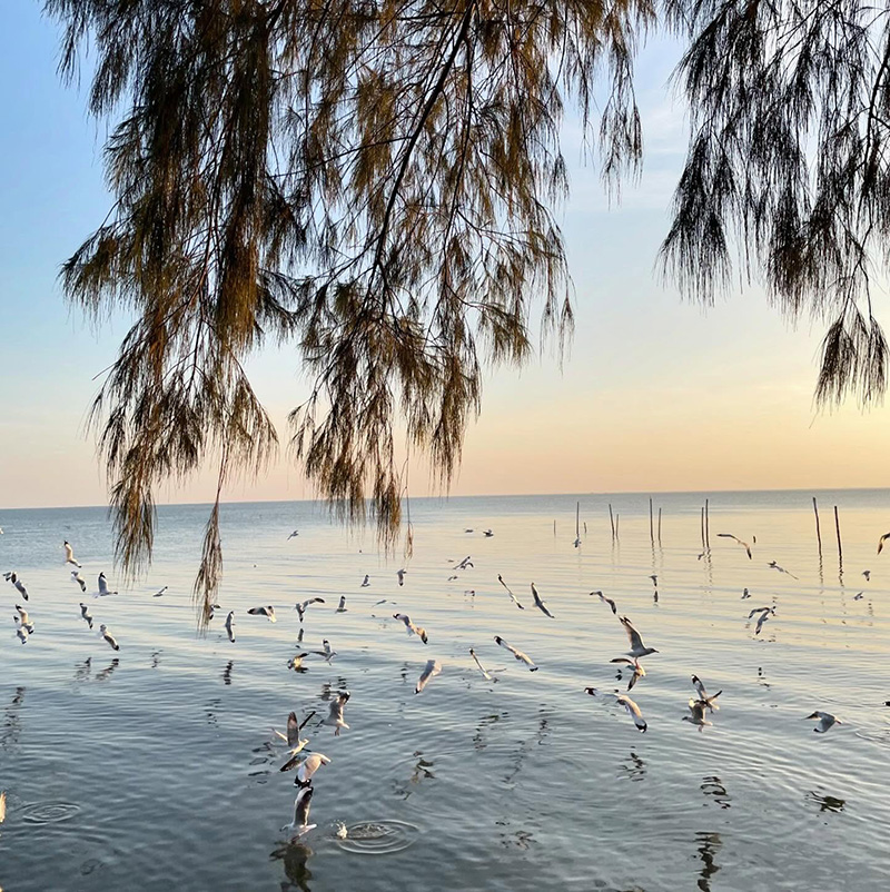 จุดชมนกนางนวล ดอนหอยหลอด