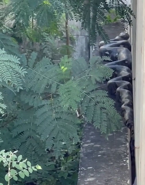 งูยักษ์ คลองสามวา