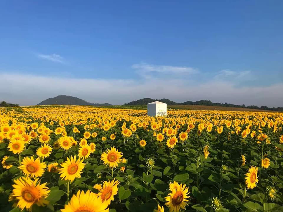 ทุ่งทานตะวัน ไร่มณีศร เขาใหญ่