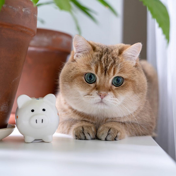 อินสตาแกรมแมว