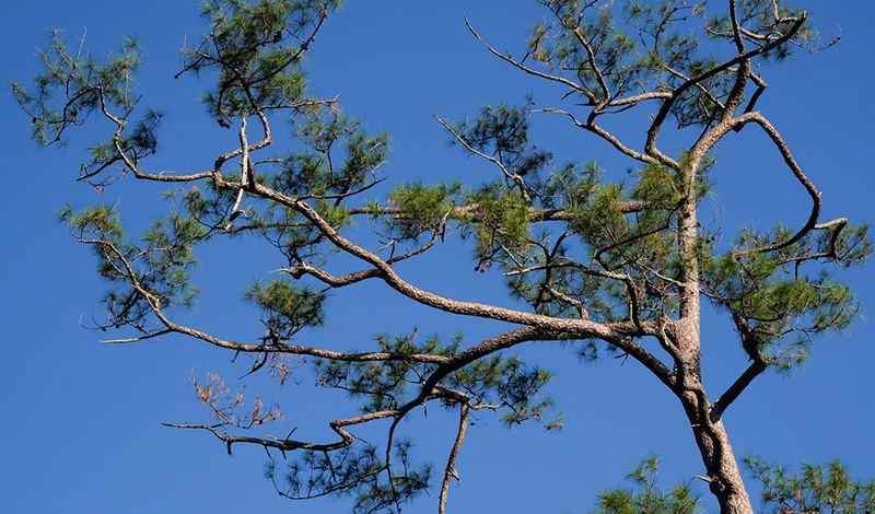 สวนสนบ้านแปก เที่ยวน้ำหนาว
