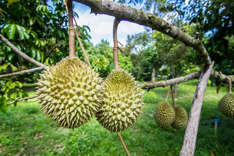 สวนผลไม้จันทบุรี 2564