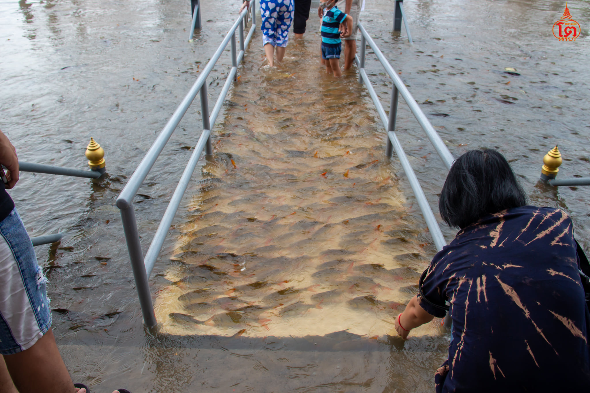 ปลาว่ายน้ำข้ามสะพาน