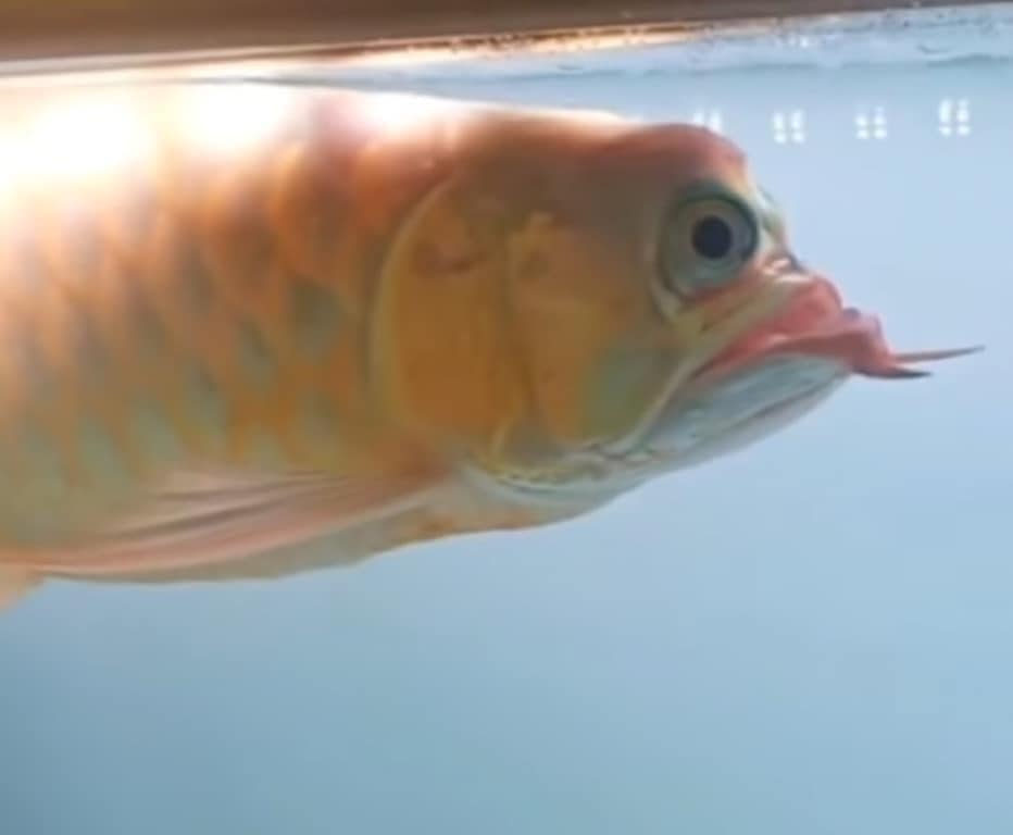 ปลาอโรวาน่า