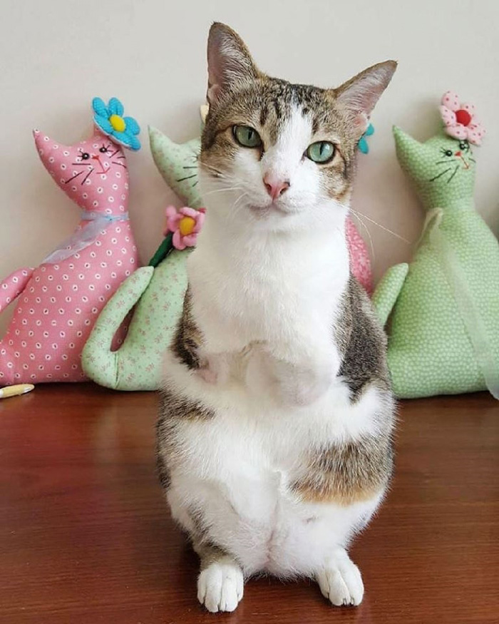 แมวจรจัด