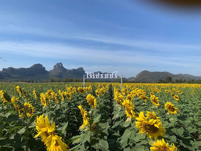 ทุ่งทานตะวันไร่เปรมปรี