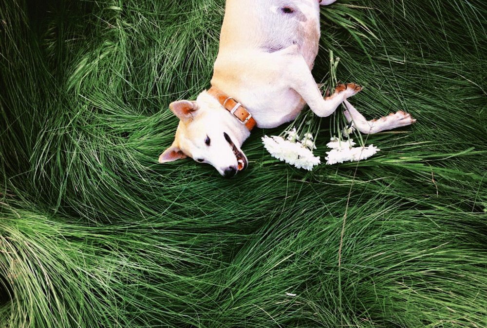 กลูต้า Gluta Story