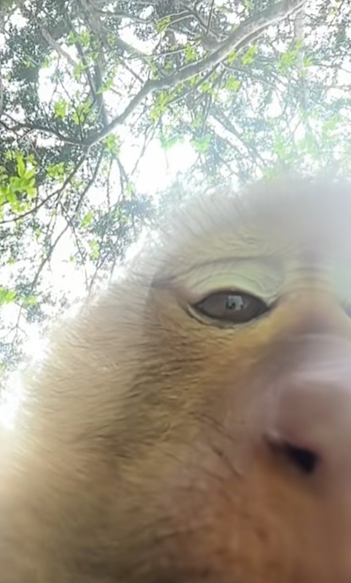 ลิงขโมย