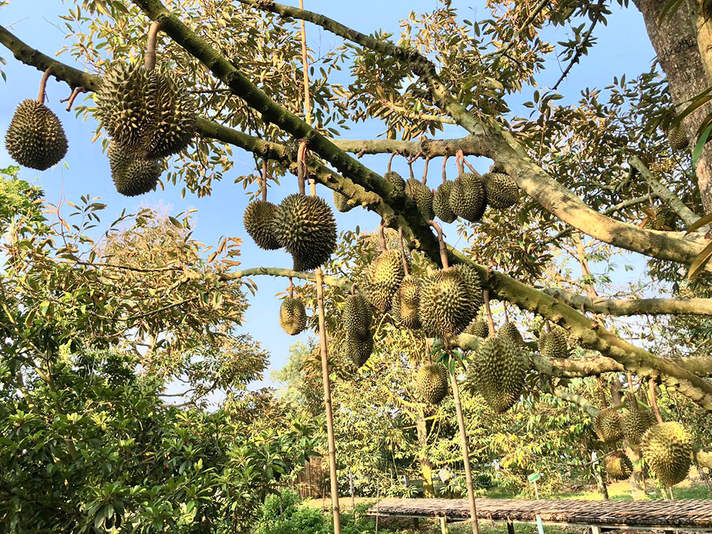 สวนผลไม้ระยอง