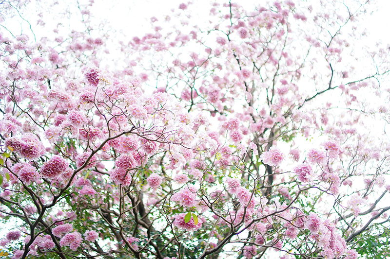 ชมพูพันธุ์ทิพย์ 2565