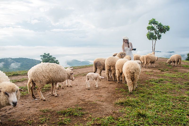 ที่เที่ยวเดือนมกราคม 2568 อาข่า ฟาร์มวิลล์ จังหวัดเชียงราย