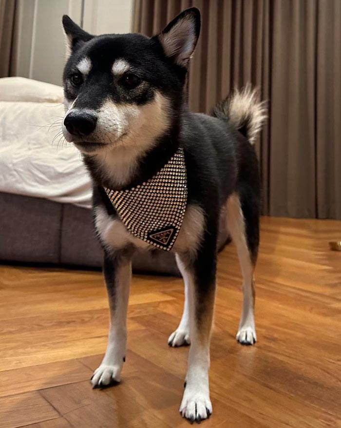 โบกี้ไลอ้อน