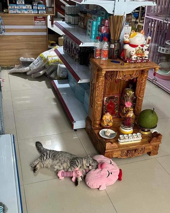 แมวนอน