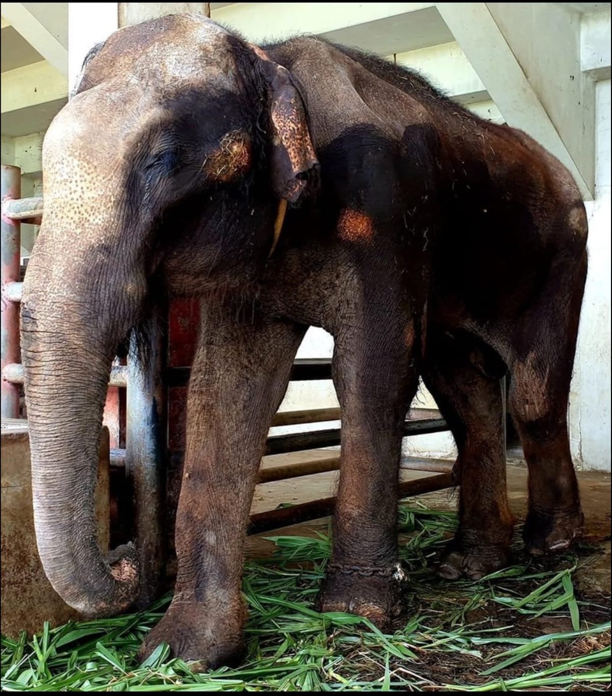 ช่วยเหลือช้าง