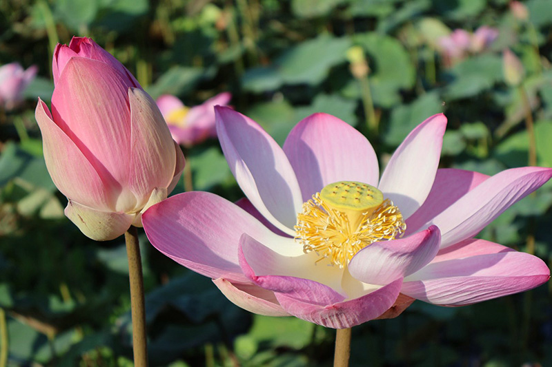 บึงบัว สวนรถไฟ