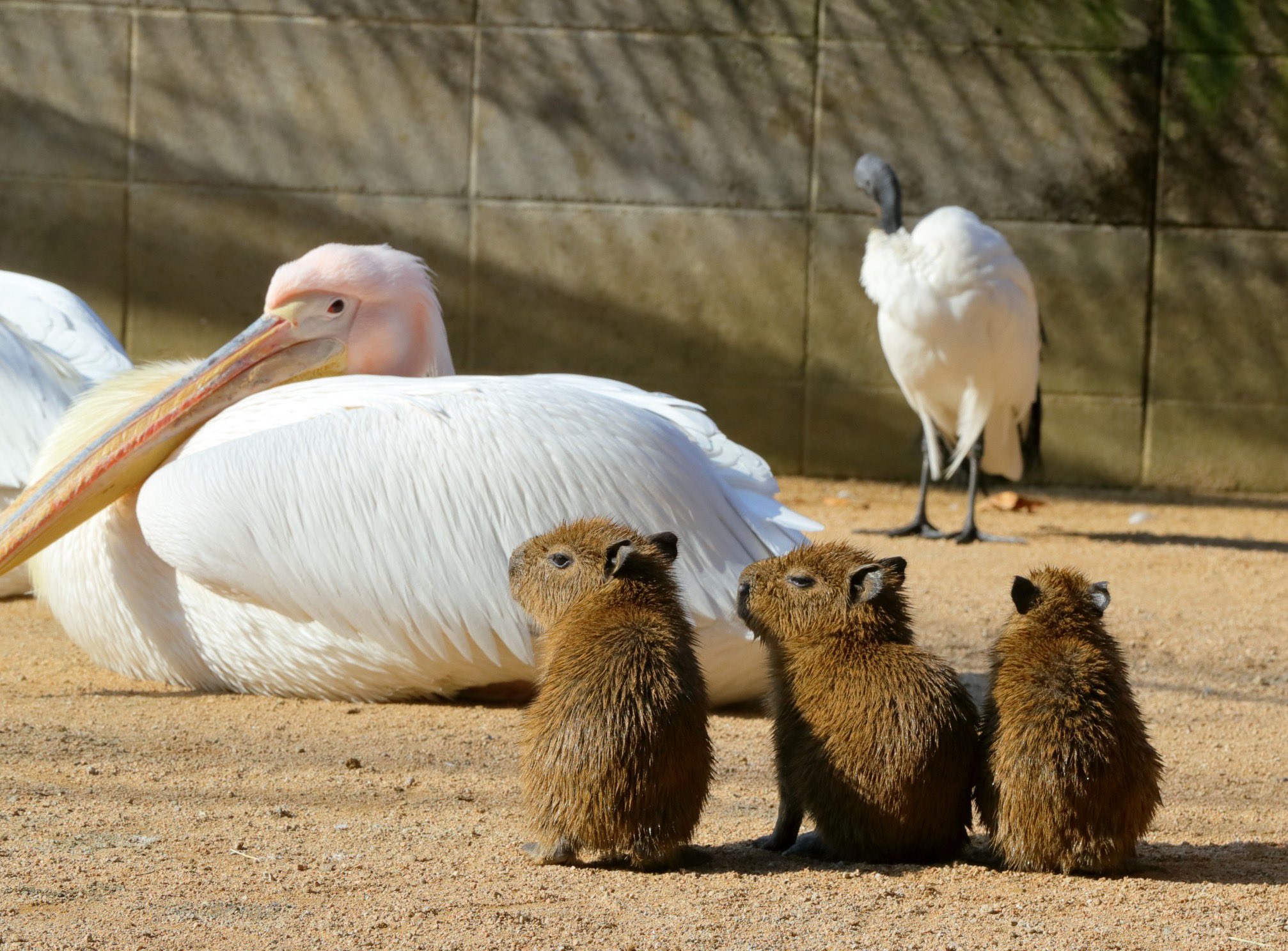 คาปิบารา