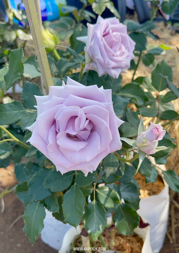 Chiang Mai Blooms 2022