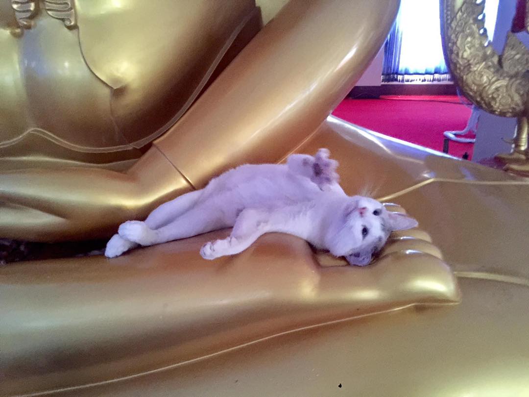 แมวนอนบนพระ