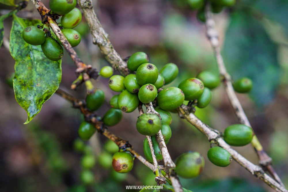 ABONZO Coffee เชียงราย