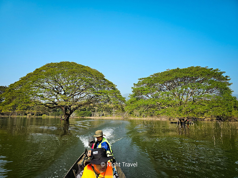 ล่องเรือชมต้นฉำฉา ที่เที่ยวเชียงใหม่