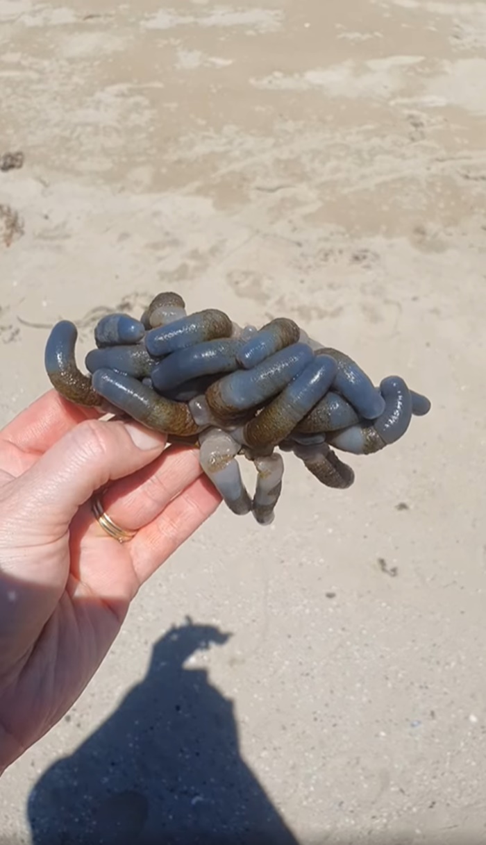 สัตว์ลึกลับ