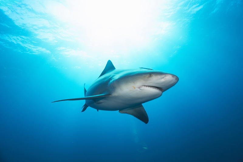 ข่าวต่างประเทศ