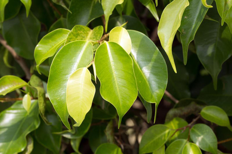 ต้นไม้ฟอกอากาศ