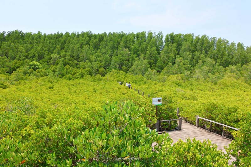 ทุ่งโปรงทอง
