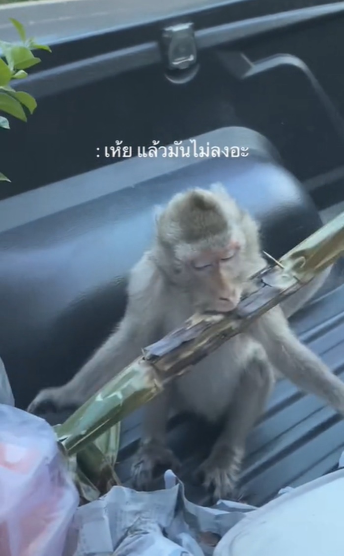 ลิงเขาสามมุก