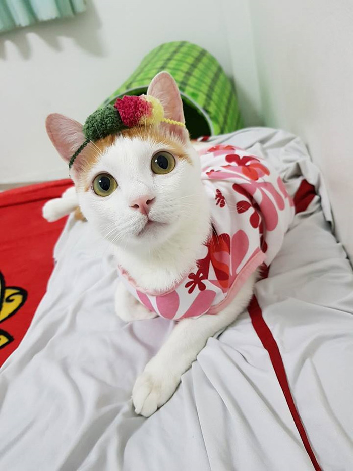 เพจแมวน่ารัก ๆ