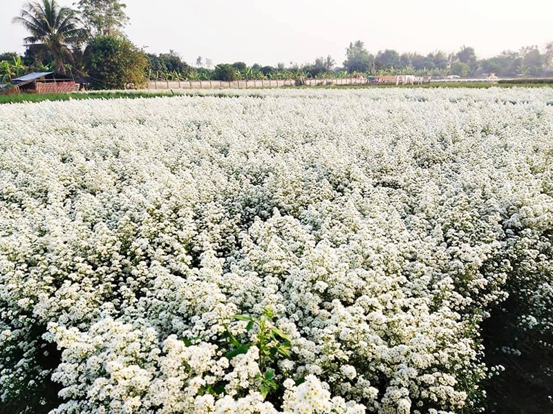สวนลุงรน