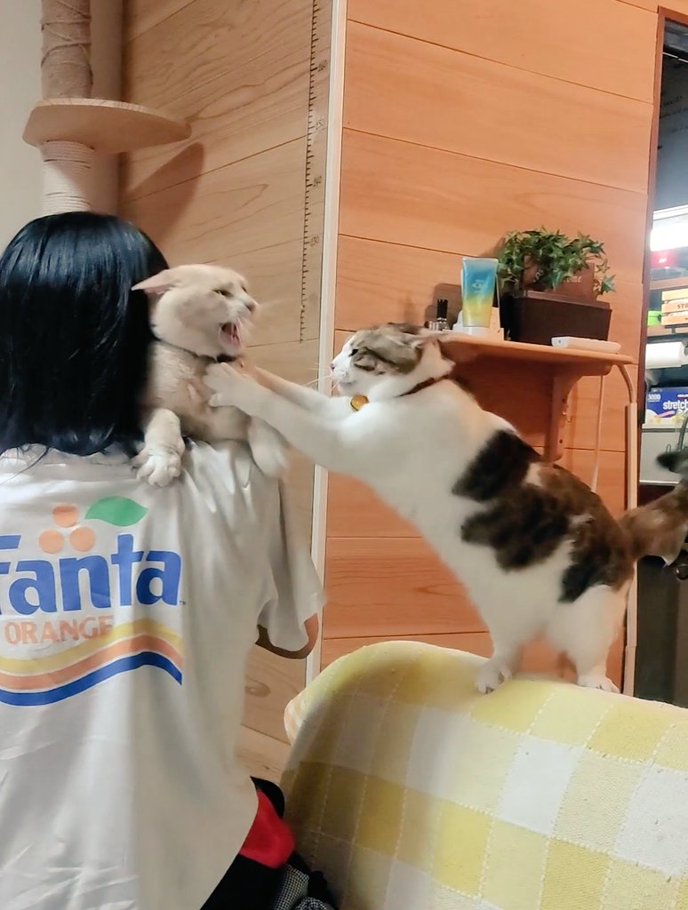 แมวตีกัน