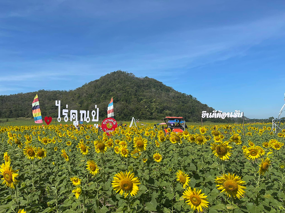 ทุ่งทานตะวันไร่คุณปู่ จังหวัดลพบุรี