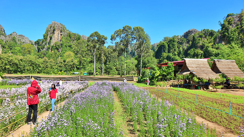 ทุ่งดอกไม้เนินมะปราง พิษณุโลก