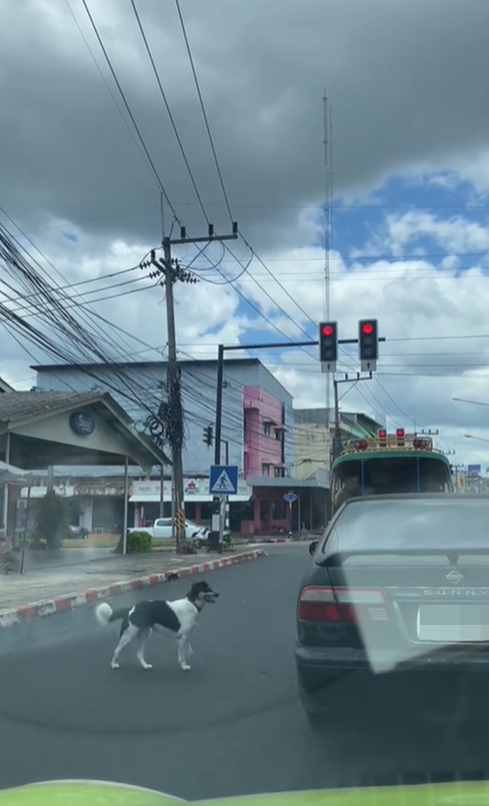 หมาหนีเที่ยว