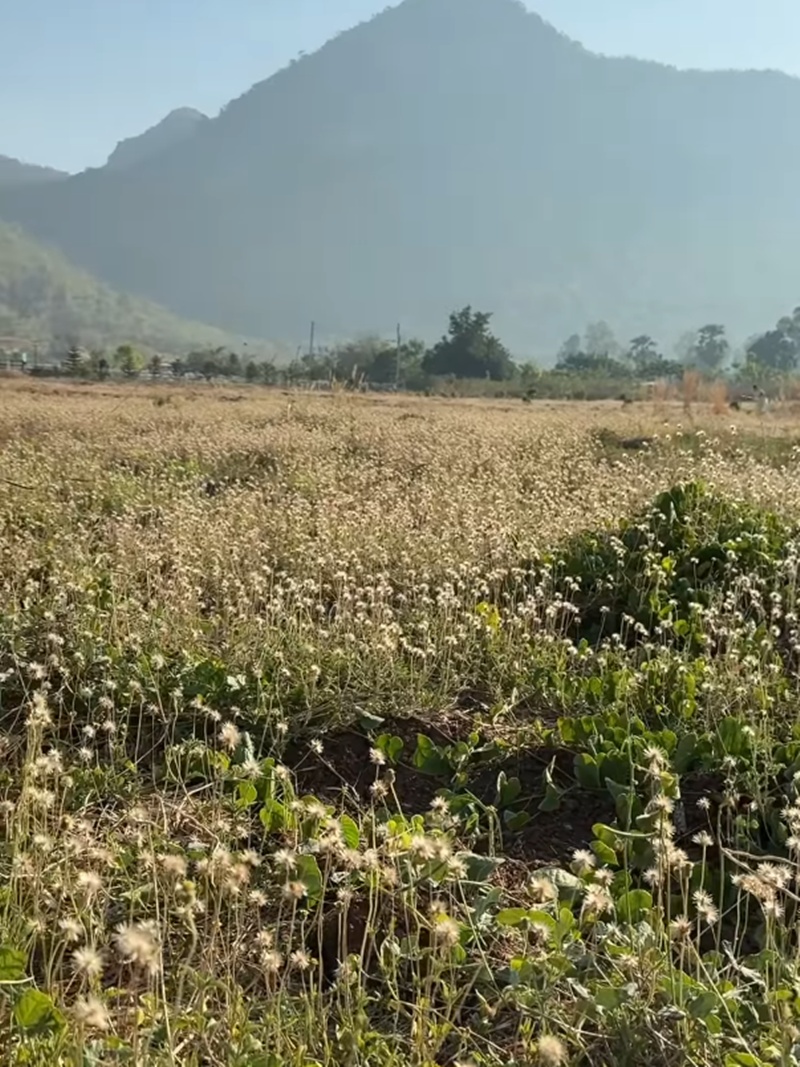 บ้านสวน โบว์ เมลดา