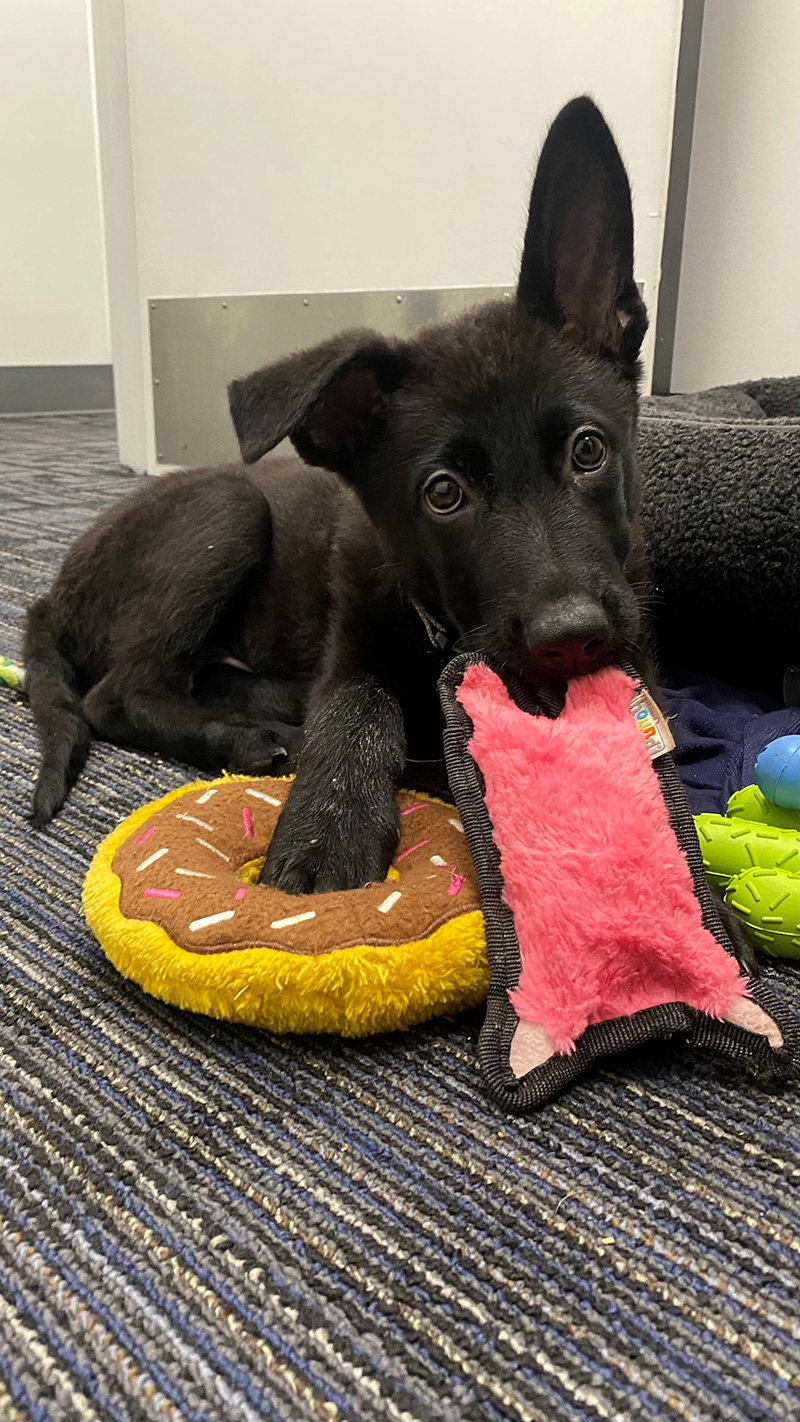 ลูกหมา โดนทิ้งที่สนามบิน ชีวิตพลิก