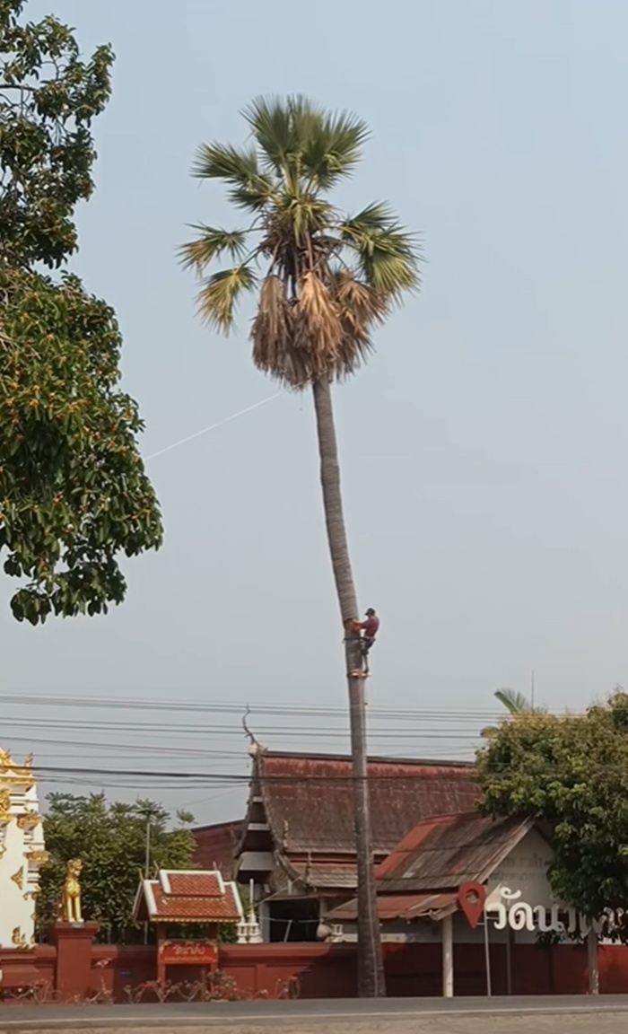 ตัดต้นตาล