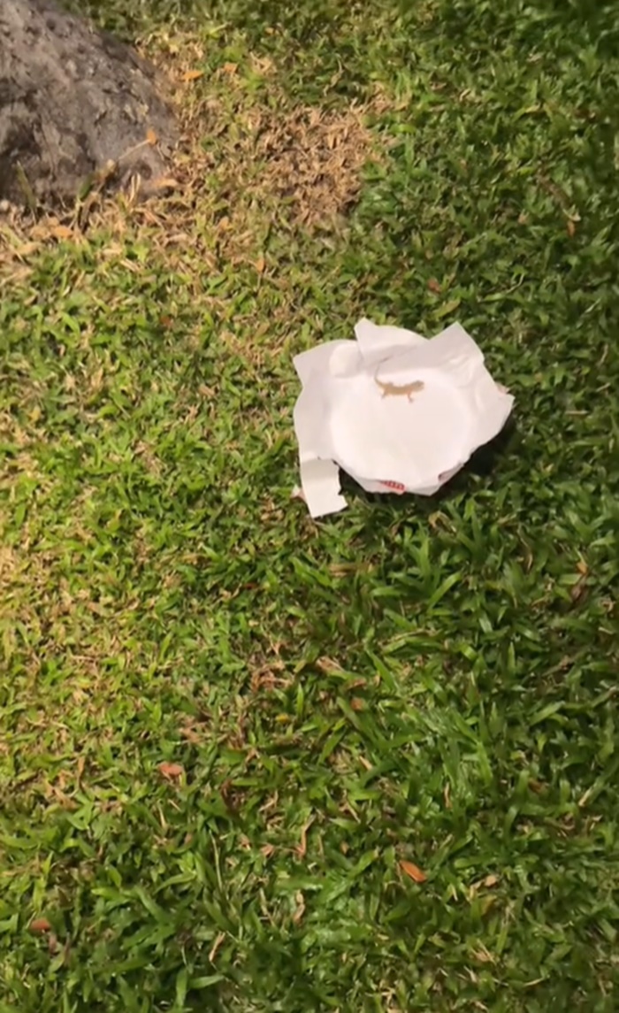 จิ้งจกเข้าบ้าน