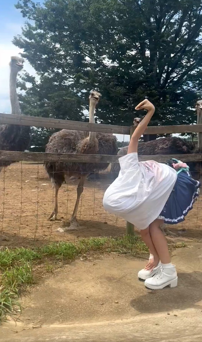 นกกระจอกเทศ