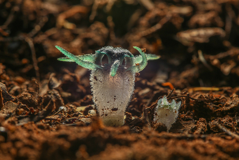 พิศวงตานกฮูก